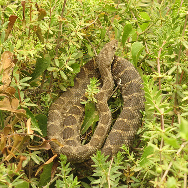 Snakes in Cyprus - What Travelers Need to Know - Just About Cyprus